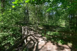 Forêt domaniale de Sénart dans l'Essonne, un département agréable pour s'y installer