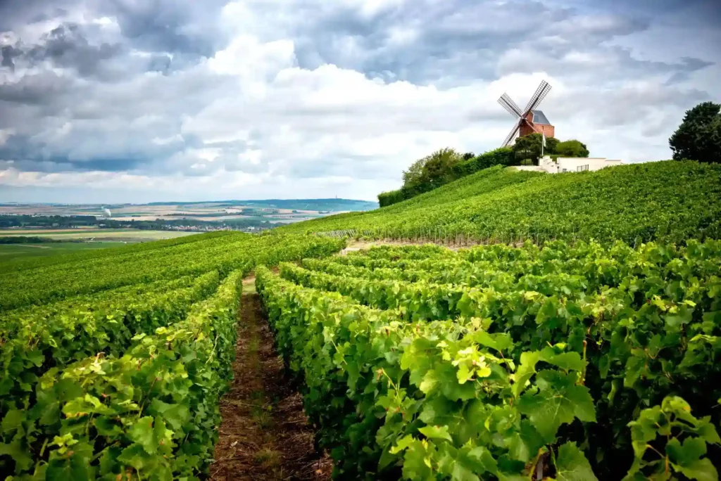 Vue sur un moulin et les vignes qui se trouvent près de Vernezay, près de Reims