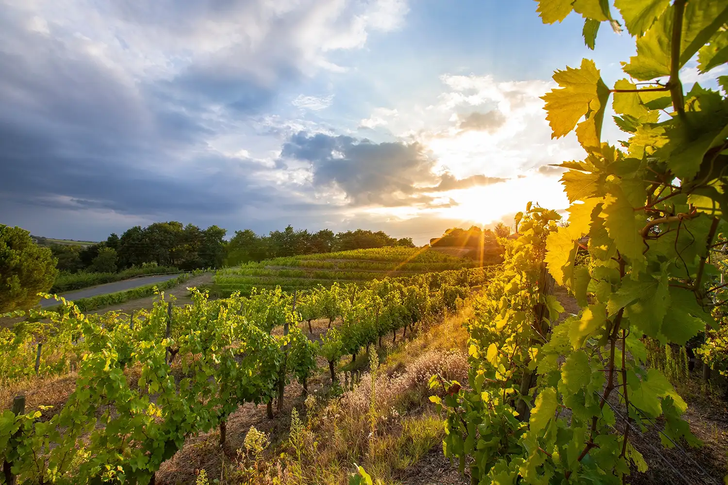 Vignoles beaujolais, un atout incontestable pour investir dans l'immobilier