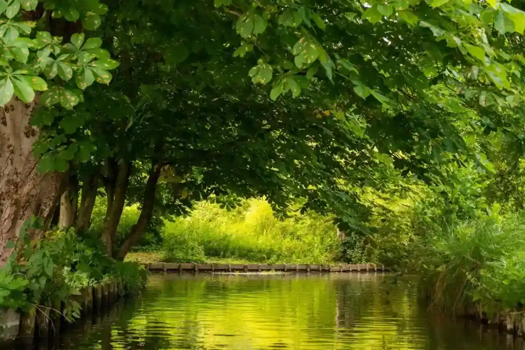 Vue sur un cours d'eau et des arbres verdoyants. Ce sont les hortillonnages à Amiens